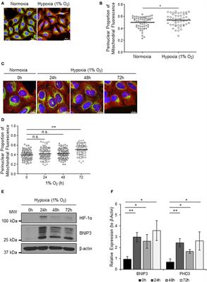 CHCHD4 Regulates Intracellular Oxygenation and Perinuclear Distribution of Mitochondria